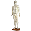 Akupunkturní model člověka Muž na dřevěném podstavci 60cm